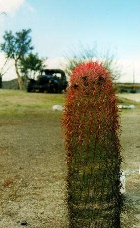 Cactus on the Baja Baja California Mexico Photography  Photography by Bill Bell