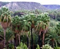 Date palms of San Ignacio.  Bill Bell Photographer