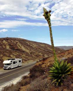 Highway 1 south of El Rosaio...Bll Bell Photoraph