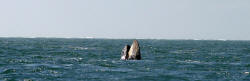 California Grey Whales Scammon's Lagoon Baja California Mexico Photography Bill and Dot Bell Photographs