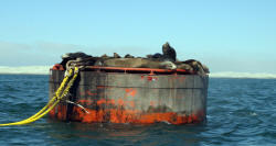 California Grey Whales Scammon's Lagoon Baja California Mexico Photography Bill and Dot Bell Photographs