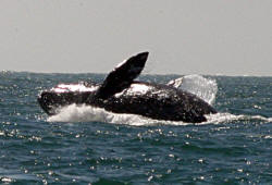California Grey Whales Scammon's Lagoon Baja California Mexico Photography Bill and Dot Bell Photographs