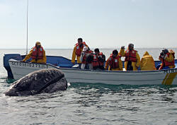 California Grey Whales Scammon's Lagoon Baja California Mexico Photography Bill and Dot Bell Photographs
