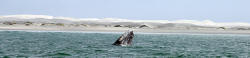 California Grey Whales Scammon's Lagoon Baja California Mexico Photography Bill and Dot Bell Photographs