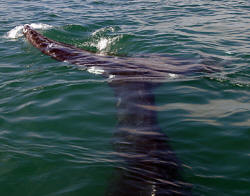 California Grey Whales Scammon's  Lagoon Baja California Mexico Photography Bill and Dot Bell Photographs