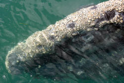 California Grey Whales Scammon's Lagoon Baja California Mexico Photography Bill and Dot Bell Photographs