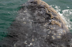 California Grey Whales Scammon's Lagoon Baja California Mexico Photography Bill and Dot Bell Photographs