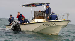 California Grey Whales Scammon's Lagoon Baja California Mexico Photography Bill and Dot Bell Photographs