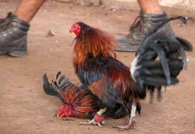 Mexican Cock Fighting 97