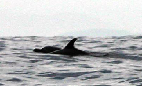 Dolphins off the boat