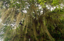 Chacchoben  Quintana Roo Mexico Mayan Ruins Bill Bell Photography