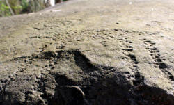 Valley of the Throat cutters, on the road to Alta vista, Nayarit, Bill Bell Photographs