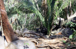 Valley of the Throat Cutters, where you can find ancient 2000 year old petroglyphs on the road to Alta Vista, Nayarit, Bill Bell Photograph