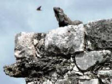 Tulum Quintana Roo Mexico Mayan Ruins