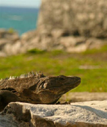 Tulum Quintana Roo Mexico Mayan Ruins Photography by Bill Bell