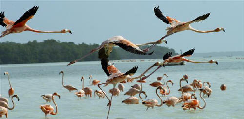Flamingos take flight Celestun, Yucatan Mexico Photographs by Bill Bell