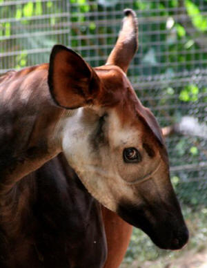 San Diego Zoo Photography by Bill Bell