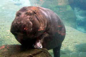 San Diego Zoo Photography by Bill Bell