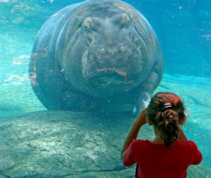 San Diego Zoo Photography by Bill Bell