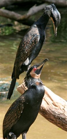 San Diego Zoo Photography by Bill Bell
