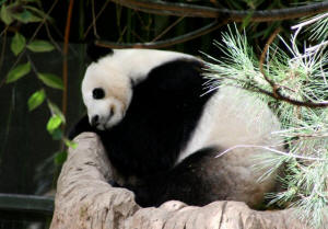 San Diego Zoo Photography by Bill Bell