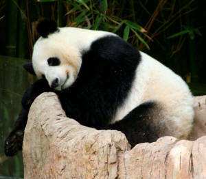 San Diego Zoo Photography by Bill Bell