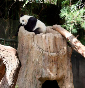 San Diego Zoo Photography by Bill Bell