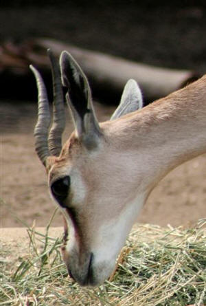 San Diego Zoo Photography by Bill Bell