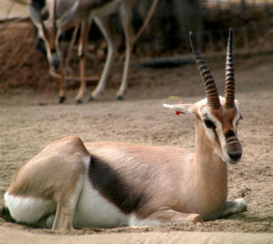 San Diego Zoo Photography by Bill Bell