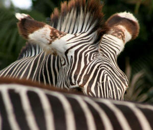 San Diego Zoo Photography by Bill Bell