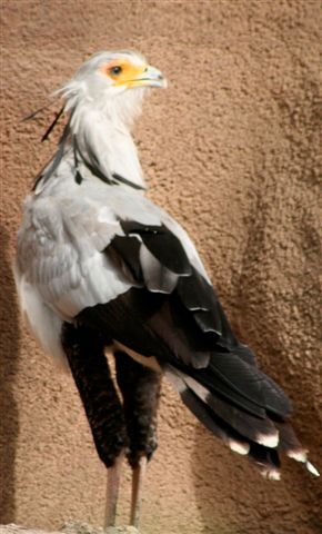 San Diego Zoo Photography by Bill Bell