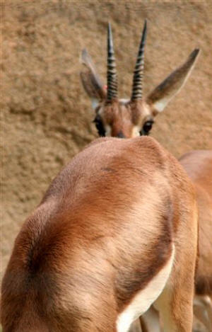 San Diego Zoo Photography by Bill Bell
