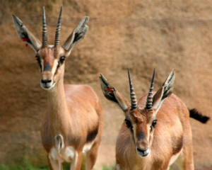San Diego Zoo Photography by Bill Bell