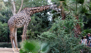 San Diego Zoo Photography by Bill Bell