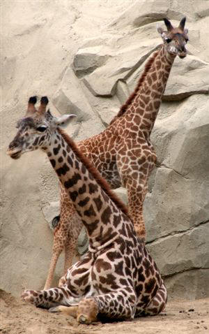 San Diego Zoo Photography by Bill Bell