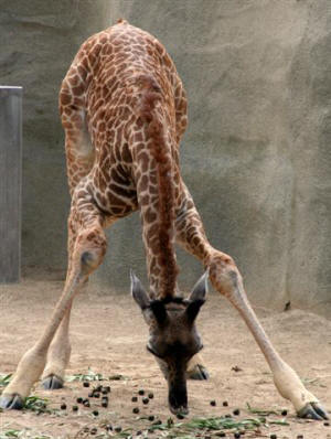 San Diego Zoo Photography by Bill Bell