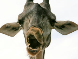 San Diego Zoo Photography by Bill Bell
