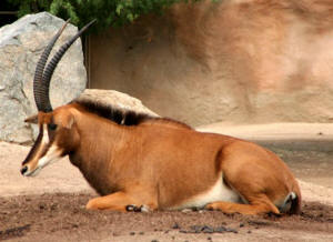 San Diego Zoo Photography by Bill Bell