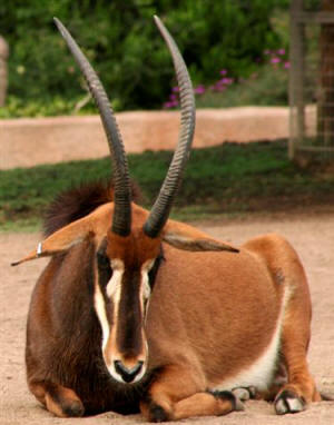 San Diego Zoo Photography by Bill Bell