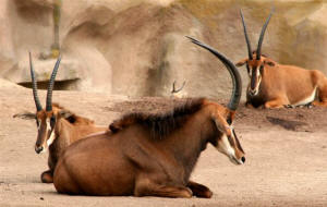 San Diego Zoo Photography by Bill Bell