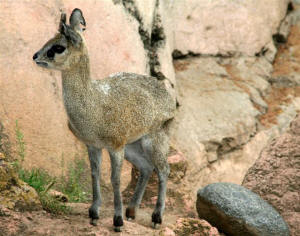 San Diego Zoo Photography by Bill Bell