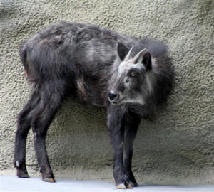 San Diego Zoo Photography by Bill Bell