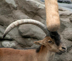 San Diego Zoo Photography by Bill Bell