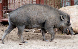San Diego Zoo Photography by Bill Bell
