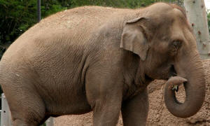 San Diego Zoo Photography by Bill Bell