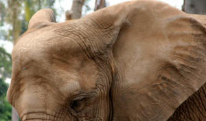 San Diego Zoo Photography by Bill Bell