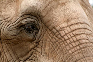 San Diego Zoo Photography by Bill Bell