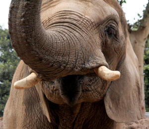 San Diego Zoo Photography by Bill Bell