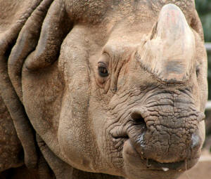 San Diego Zoo Photography by Bill Bell