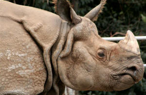 San Diego Zoo Photography by Bill Bell
